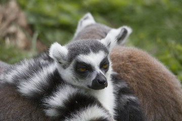 Naklejka na ściany i meble The Ring-tailed Lemur cuddle up to sleep in a meadow together