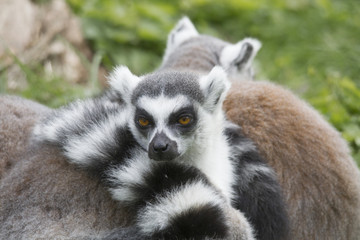 The Ring-tailed Lemur cuddle up to sleep in a meadow together