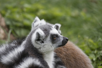 Naklejka na ściany i meble The Ring-tailed Lemur cuddle up to sleep in a meadow together