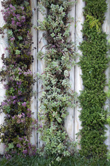 wall of plants in the garden, beautiful decor