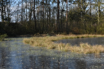 pollen pijpenstro in overstroomd en bevroren bosvennetje in heideveld  in de Kruisbergse bossen