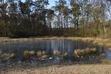 pollen pijpenstro in overstroomd en bevroren bosvennetje in heideveld  in de Kruisbergse bossen