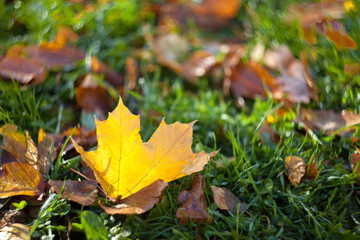 Yellow autumn maple leaf lying on the grass with a blurred background