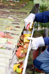 Leaves in eaves. cleaning gutter blocked with autumn leaves.