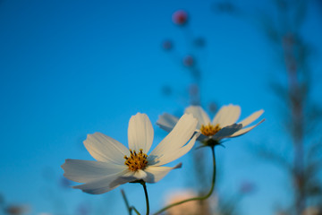 Cosmos flowers with evening sky background.