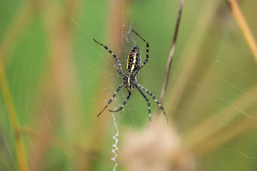 Banded Garden Spider on Web