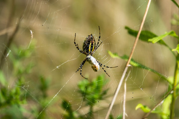 Banded Garden Spider With Prey