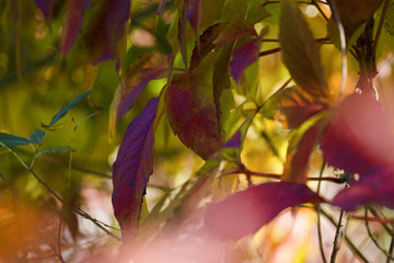 A lot of spitting colorful leaves of wild grapes