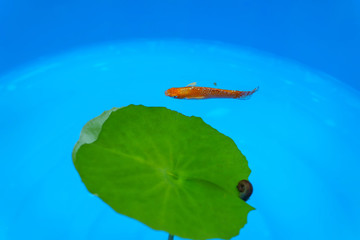 The orange fish in the blue pond.
