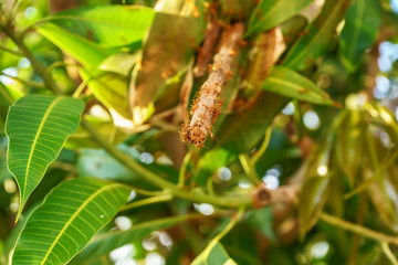 The red ants walking in and out of the nest on the mango leaves.