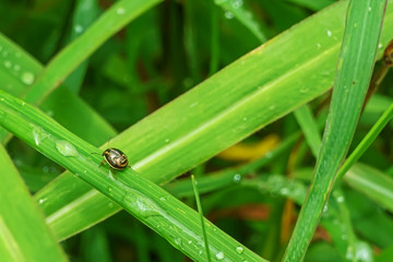 The insect on the grass on a nature background.