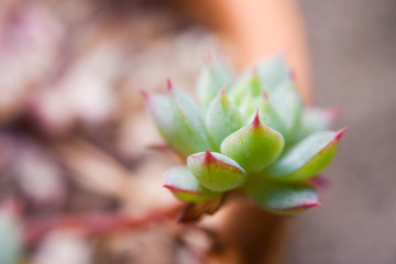 Cute cactus close up, Macro shot