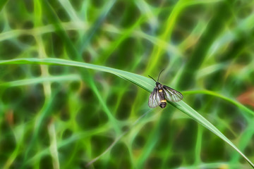 The insect on the grass on a nature background.