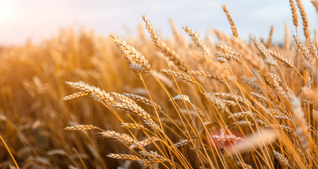 Wheat field . Golden wheat ears close-up with the sun. © jenyateua