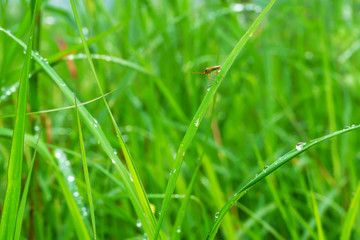 The insect on the grass on a nature background.