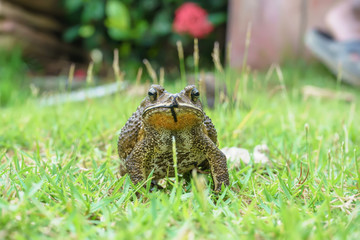 The toad are posing on grass on a nature background.