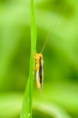 The grasshopper on the grass on a nature background.