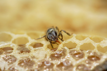 Nest of apis florea consists an embryo, adult and sweet water. Apis florea or dwarf honey bee, is one of two species of small.