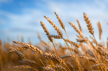 Fototapeta premium Golden wheat ears or rye close-up. A fresh crop of rye.