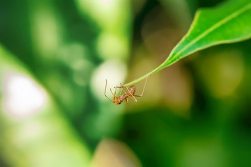 Single red ant alone on the mango leaves.