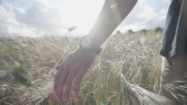 campi di grano