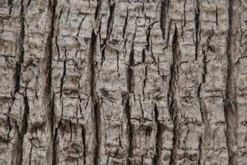 tree bark texture