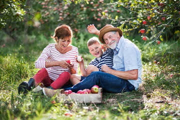 A senior couple with small grandson in apple orchard eating apples.