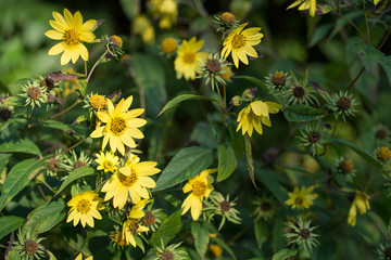 Blumen im Herbst (Helianthus microcephalus)