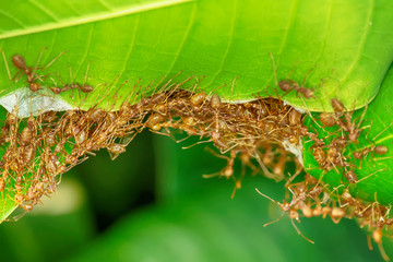 The red ants walking in and out of the nest on the mango leaves.