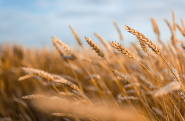 Golden wheat ears or rye close-up. A fresh crop of rye.