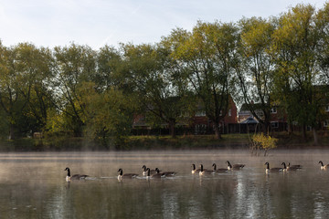 Floating geese on the pond.