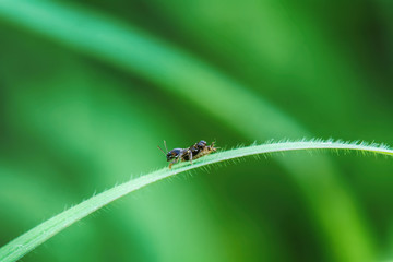 The insect on the grass on a nature background.