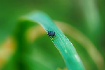 The insect on the grass on a nature background.