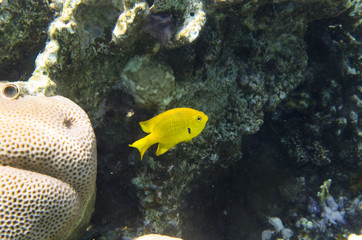 Naklejka na ściany i meble Yellow coral fish on the background of corals, Pomacentrus sulfureus