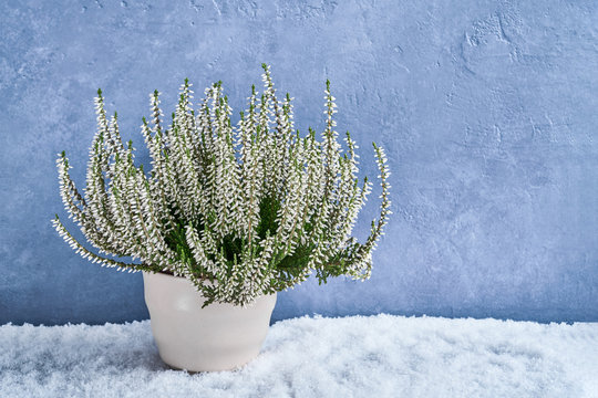 White calluna vulgaris or common heather flowers in white flower pot on blue background. Copy space