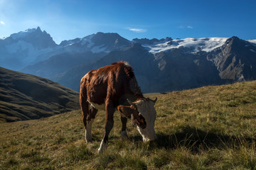 Vache broutant à l' alpage en montagne face à la Meije en Hautes-Alpes , France