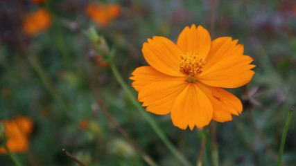 Yellow Flower blooming in daylight