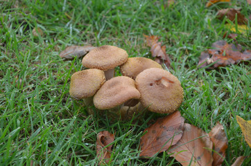 Autumn Colors Outdoor