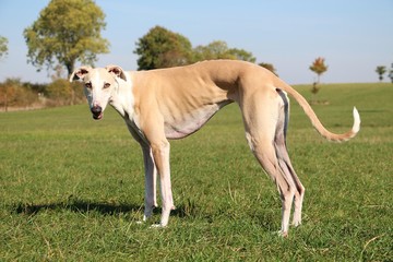 beautiful brown galgo is standing on a field in the sunshine