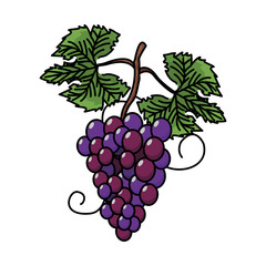 Grapes wine fruit