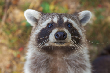 Tierportrait eines Waschbär