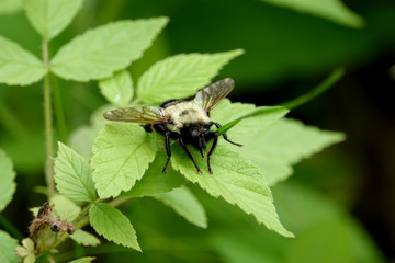 Beelike Robber Fly on Leaf