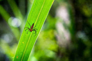 Close up Lynx spider on the grass.
