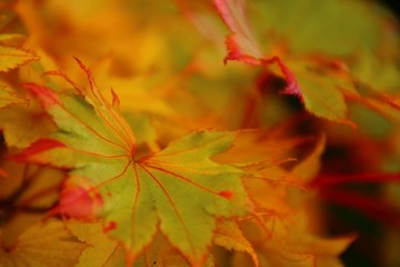 goldener oktober ahornblätter
