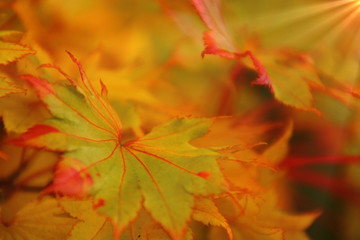 ahornblätter   hintergrund