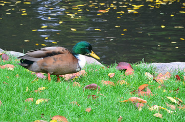 Autumn Colors Outdoor
