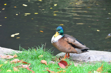 Autumn Colors Outdoor
