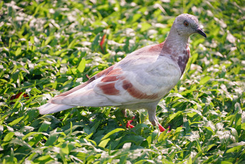 Pigeon stand on grass
