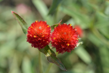 Red globe amaranth