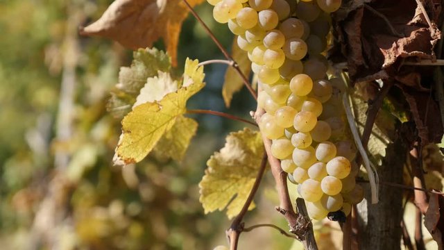 Grapevines cluster in a vineyard close-up 4K footage